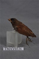 藏品(黑頭文鳥)的圖片